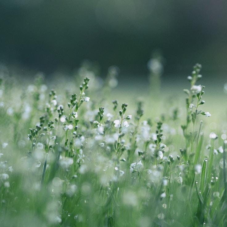 Alpine wilderness landscape